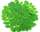 1000 mg Moringa Leaf (10:1 Extract)